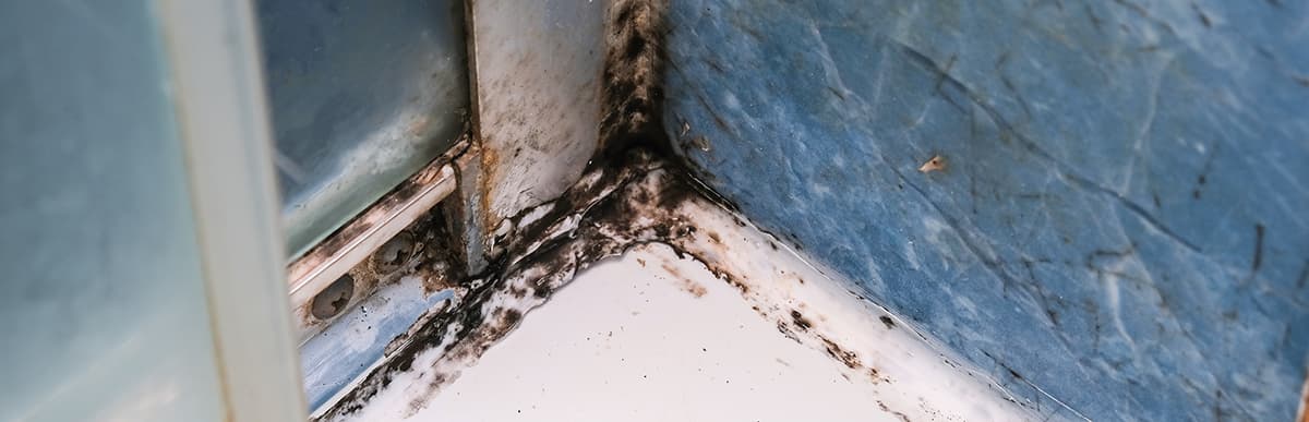 Black Mold Testing & Inspection, San Jose, CA