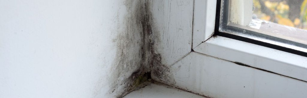 How To Treat Mold In The Home