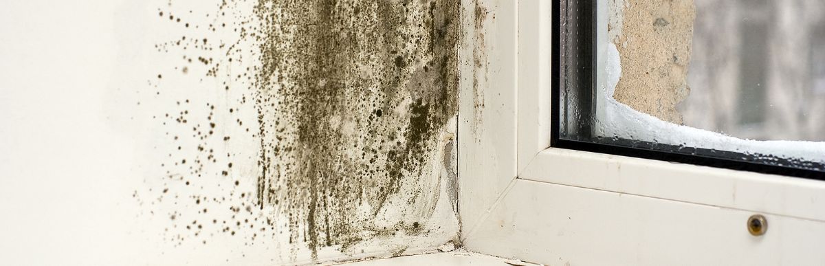 Prevent mold in garage during rainy season